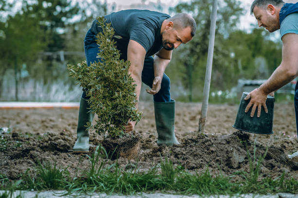 Best Affordable Tree Service  in Winter Springs, FL